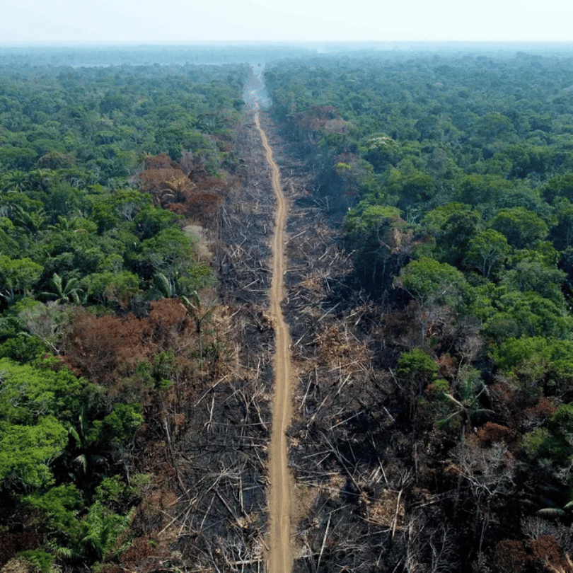 Proteja a Amazônia: Desmatamento Zero Já!